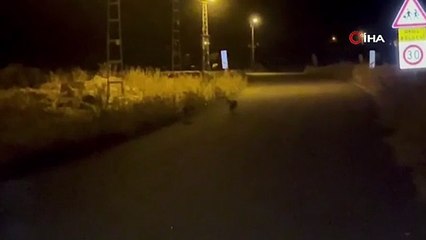 Soğuk bastı, tilkiler köye indi!