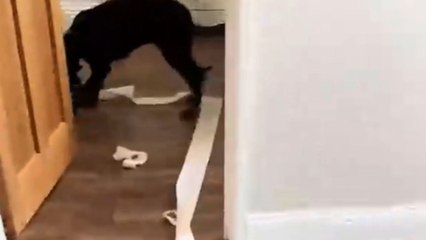 Puppy makes a hilarious mess by unraveling a toilet roll across the floor