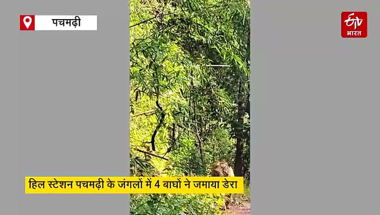 पहाड़ों पर वापस लौटे वनराज, जिप्सी का पीछा करता दिखा बाघ, आकार देखकर डरे पर्यटक