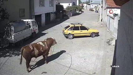 Ahırdan çıkınca çıldırdı: Hıncını arabadan çıkardı!