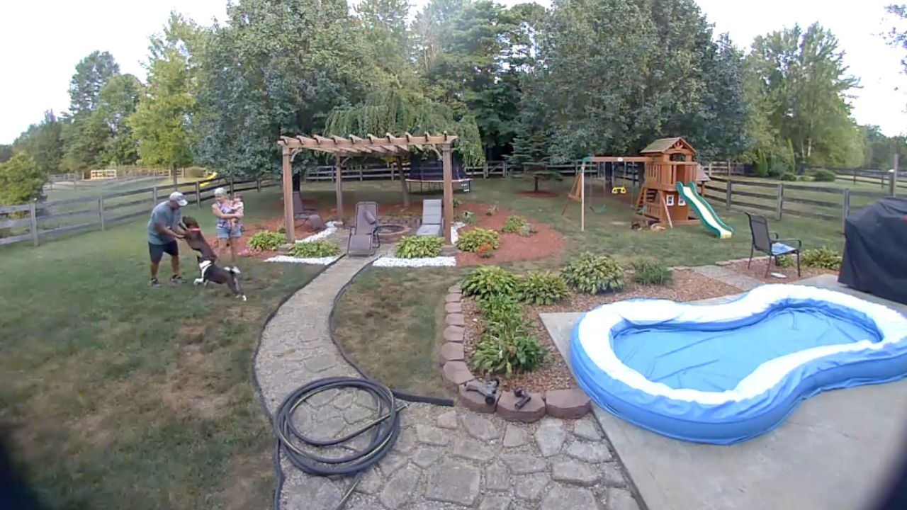 Playful dog accidentally runs into owner during energetic play fight with another pup