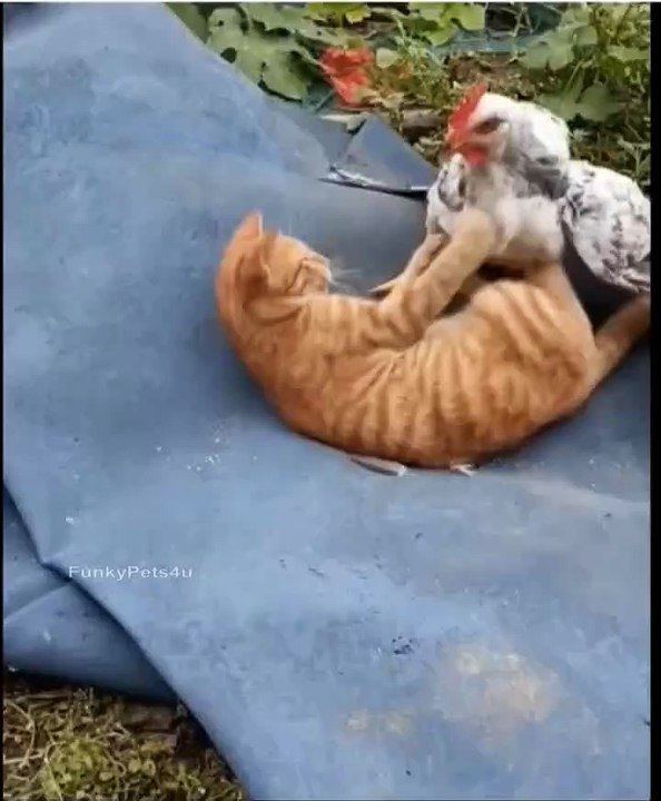 Cats and Dogs Funny Video Compilation - FunkyPets4u