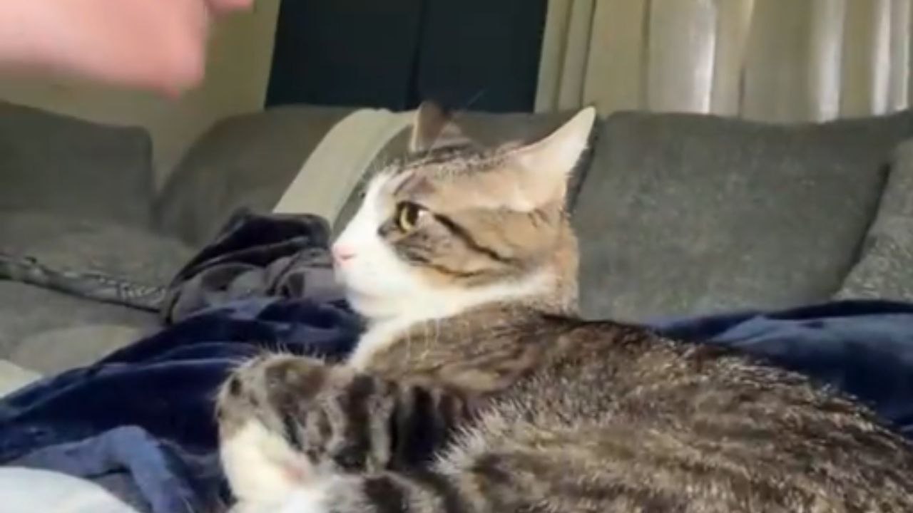 Cat wakes up in total confusion after being startled out of a peaceful nap in hilarious clip