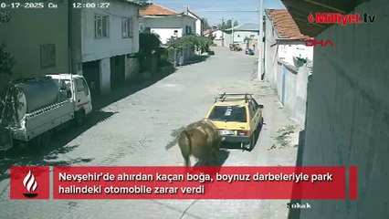 Ahırdan kaçan boğadan park halindeki araca boynuz darbeleri!