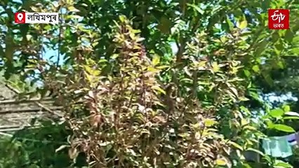 কাতি বিহুৰ পৰম্পৰাৰ আঁৰত থকা বিজ্ঞানসন্মত তথ্য