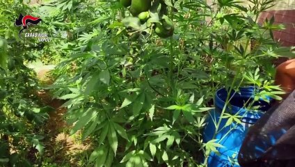 Cannabis, coltivazioni sui Monti Lattari a Castellammare: sequestrate una tonnellata e mezza