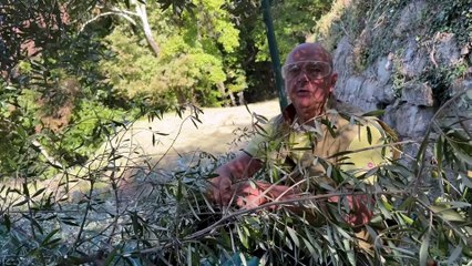 Trieste - Dipiazza: La raccolta delle olive (18.10.25)