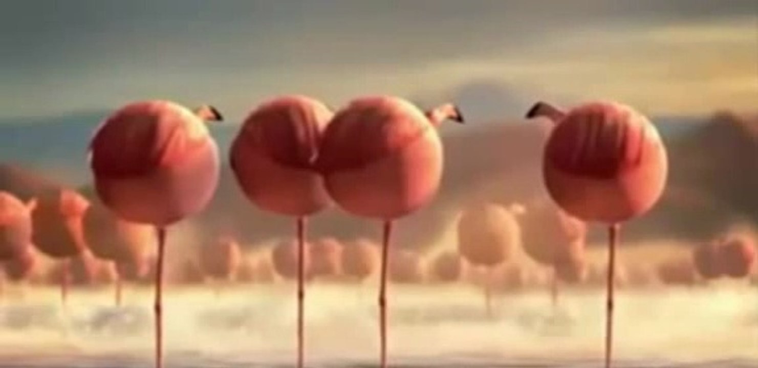 funny  animals