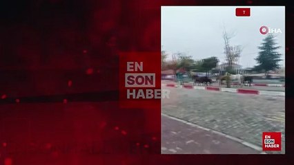 Tekirdağ'da başıboş atlar trafiği tehlikeye soktu