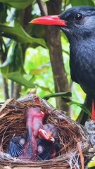Banggai crows are feeding