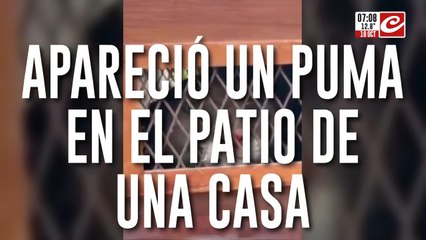 Pánico total por la aparición de puma en el patio de una casa