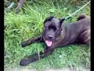 Cane Corso Maximus 14.04.2008