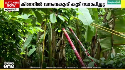 കിണറിൽ വീണത് പുലി തന്നെ; പുലിയുടെ ദൃശ്യങ്ങൾ സിസിടിവിയിൽ