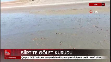 Siirt'te gölet kurudu balıklar telef oldu