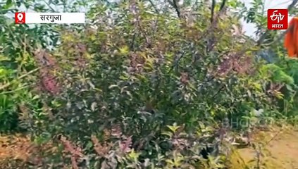 तुलसी विवाह से पहले करें पौधे को हरा-भरा, हार्टिकल्चर एक्सपर्ट से जानिए घरेलू उपाय