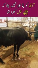 Admi Ko Pata Ni Chala Pichy BULL Hy😱