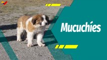 Punto Verde I Perros Mucuchíes: Raza canina que nos representa como venezolanos