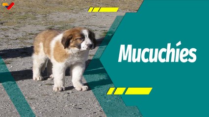 Punto Verde I Perros Mucuchíes: Raza canina que nos representa como venezolanos