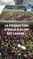 La récolte d'olives et la production d'huile sont lancées en Provence !