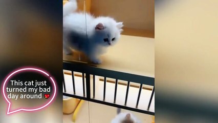 Cute 😹🐕 These cats & dogs are pure chaos 🐾