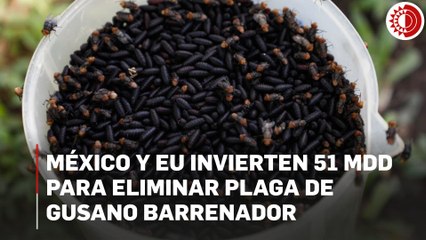 México y EU invierten 51 mdd para eliminar plaga de gusano barrenador