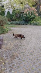 Comeback after a long day outdoor :) #cat #shorts #funnycats #funnyanimals #cutecats #cuteanimals #viralcats #trending #fyp