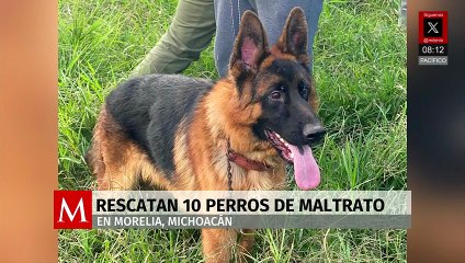 Rescatan a 10 perros víctimas de maltrato en Morelia, Michoacán