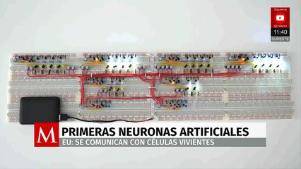 Científicos de EE. UU. crean neuronas artificiales capaces de comunicarse con células humanas