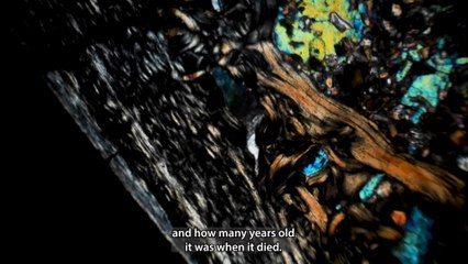 Study Shows The Life Of Pantolambda's Were Larger Than Most Mammals