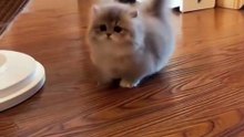 "This Short-Legged Kittens Will Melt Your Heart 💕" #cat #cute #catcute