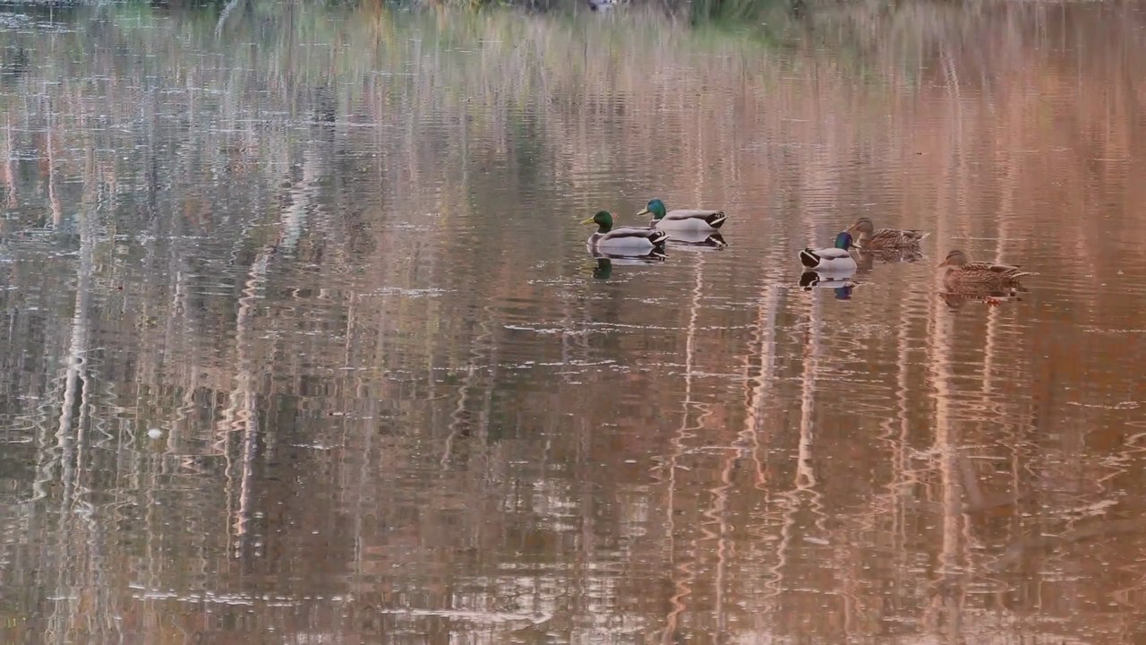 Octobre Fauré réalisée avec Clipchamps