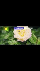 RÜYADA PEYGAMBER EFENDMİZİ GÖRMEK