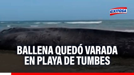 Tumbes: Una ballena quedó varada en una playa