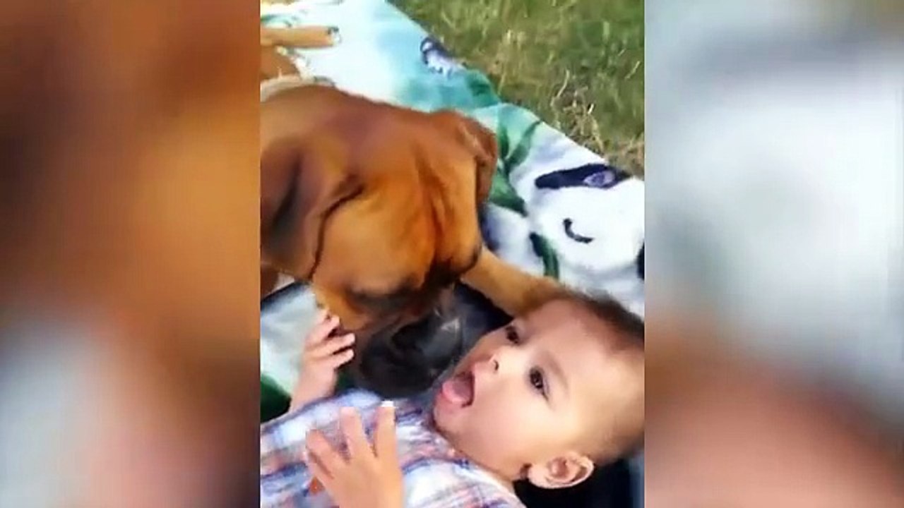 🐕 Epic Funny Animal Reactions You Can’t Miss