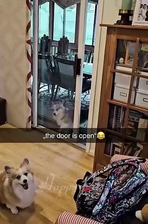 🐾 Cute and Funny Animals Caught on Camera 2025