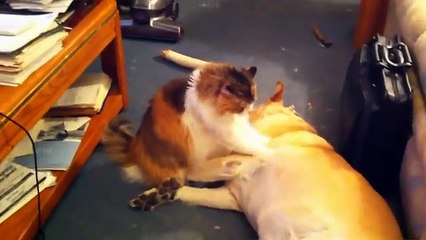 😂 Hilarious Animals Doing Crazy Things Compilation