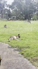 Australian kangaroo