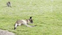 Australian kangaroo