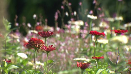 도심 속 가을꽃 만개한 송현광장...백일홍 활짝 / YTN