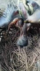 Cuckoo Chick Pushes Out Older Nest Mate