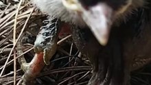 Cuckoo Chick Pushes Out Older Nest Mate