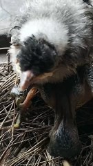 Cuckoo Chick Pushes Out Older Nest Mate