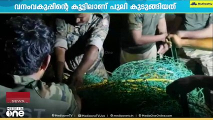 മുക്കം കൂടരഞ്ഞിയിൽ കിണറ്റിൽ വീണ പൂലിയെ പിടികൂടി...പുലിയെ വനത്തിൽ തുറന്നു വിടും