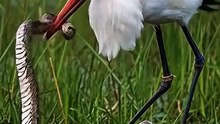 The Bird That Eats Snakes
