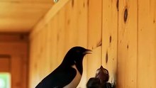 The Bird That Eats Snakes