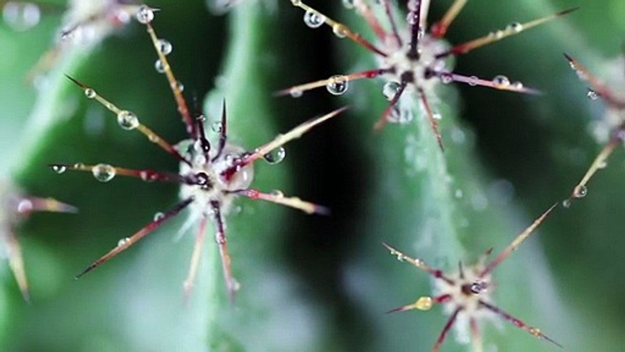CACTUS SUPERPOWERS You Won’t Believe!