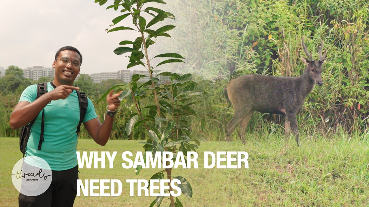Searching for the Sambar deer | A Wilder Tomorrow