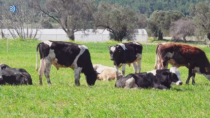 Los veterinarios rurales, en peligro de extinción: "Nos ven como bichos raros"
