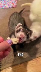 Mother ferret gently brings her babies to the owner for recognition