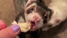 Mother ferret gently brings her babies to the owner for recognition